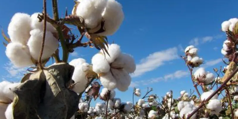 Cotton Prices Correct as ICE Futures Ease; Domestic Resellers Offer Discounts